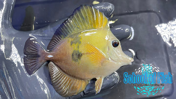 Koi Scopas Tang KST1