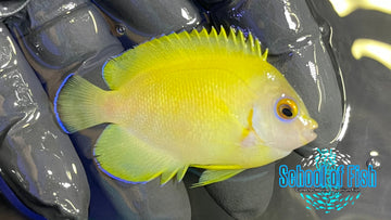 Lemonpeel Hybrid Angelfish Captive- Bred LHA2
