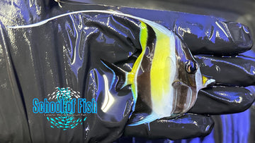 Moorish Idol MI2