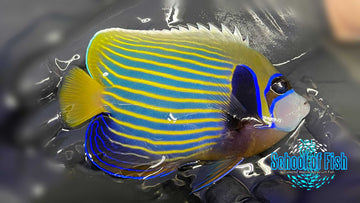 X-Mas Island Imperator 5" CI2