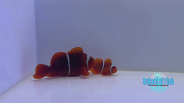 Wild Caught White Stripe Maroon Pair #L