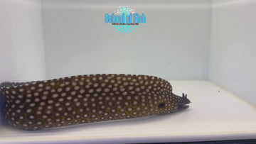 Brazilian Dragon Eel BDE1 - 0