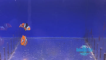 True Percula Clown Pairs WILD #3