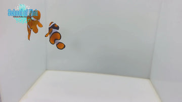 True Percula Clown Pairs WILD TPP9