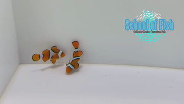 True Percula Clown Pairs WILD TPP10