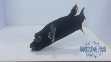 Solomon Island Midnight Puffer MP3