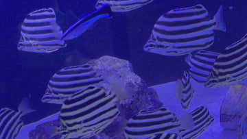Australian Stripey