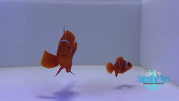 Wild Caught White Stripe Maroon Pair #O