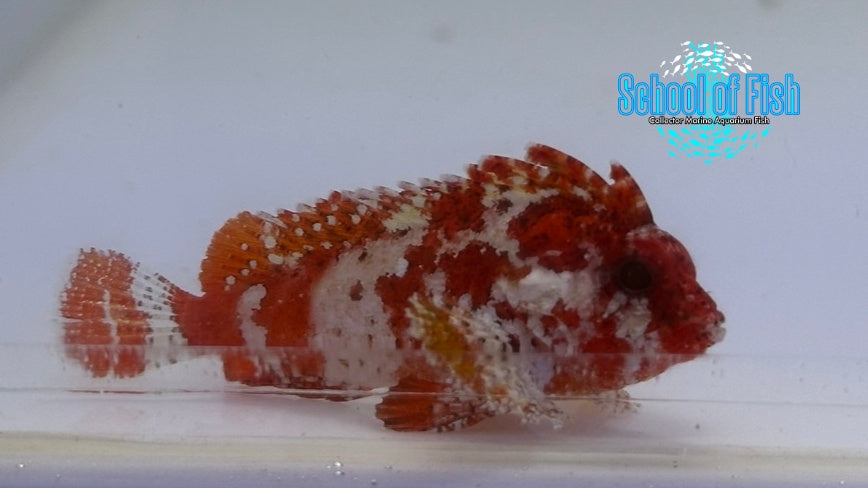 Pygmy Red Rooster Waspfish Pairs - 0