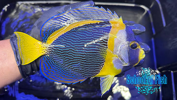 Scribbled Angelfish Male XL SA1