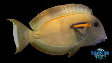 Orange Shoulder Tang