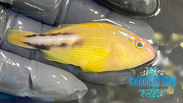 Tuamotu Hawkfish TH1