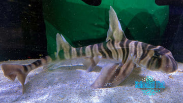 Zebra Bullhead Shark male ZH6