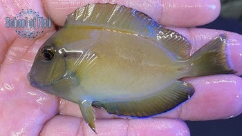 Lieutenant/Orange Shoulder Hybrid Tang 2.25"