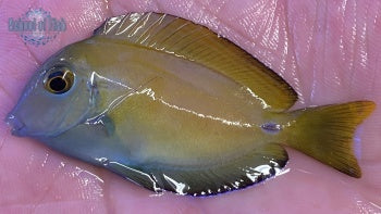 Lieutenant/Orange Shoulder Hybrid Tang 2.25"