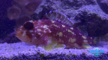 Yellow Spotted Dwarf Scorpionfish #1
