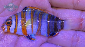 Harlequin Tusk Australia 1.75"