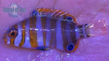 Harlequin Tusk Australia 1.55"