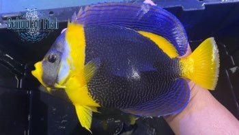 Scribbled Angel Male Australia 8"