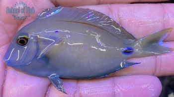 Lieutenant/Orange Shoulder Hybrid Tang 2.25"