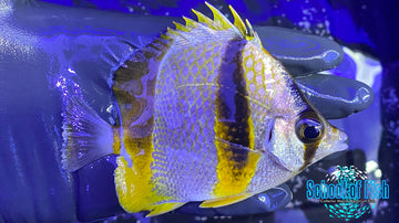 African 3-Banded Butterfly Chaetodon robustus School of Fish Online Store School of Fish Online Store
