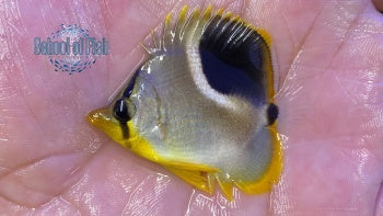 Saddleback Butterfly 2"