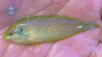 Kuiter's Leopard Wrasse