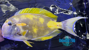 Abberant Orange Shoulder Tang 10" - 0