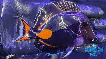 Achilles Tang 2
