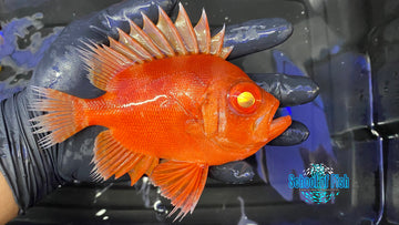 Big Eye Catalufa 5"