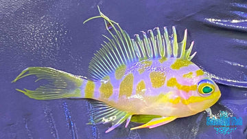 Blotchy Anthias 2" #1