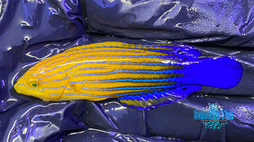 Candycane Femininus Wrasse Female 3.5"