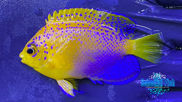 Interuptus Angelfish (Captive Bred)