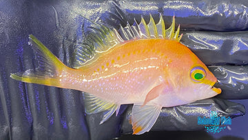 Cherry Sakura Anthias Female #1