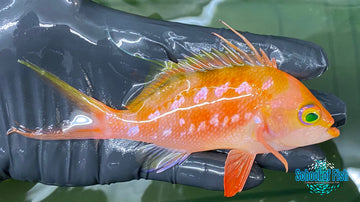 Cherry Sakura Anthias Male #1