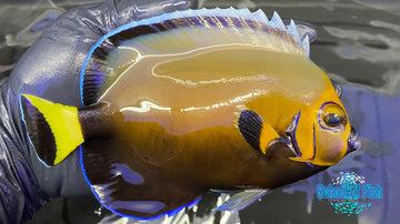 Conspicuous Angelfish (WILD) - 0