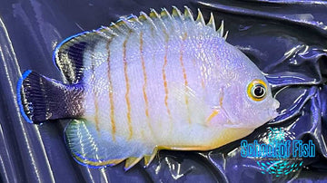 Eibli Angelfish