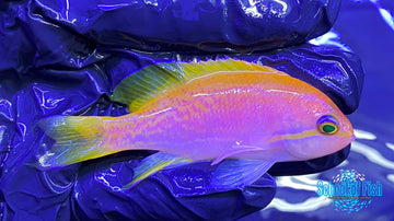 Bimaculatus Anthias Pair - 0