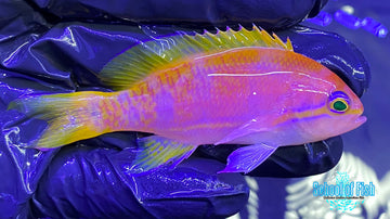 Bimaculatus Anthias Female Pair - 0