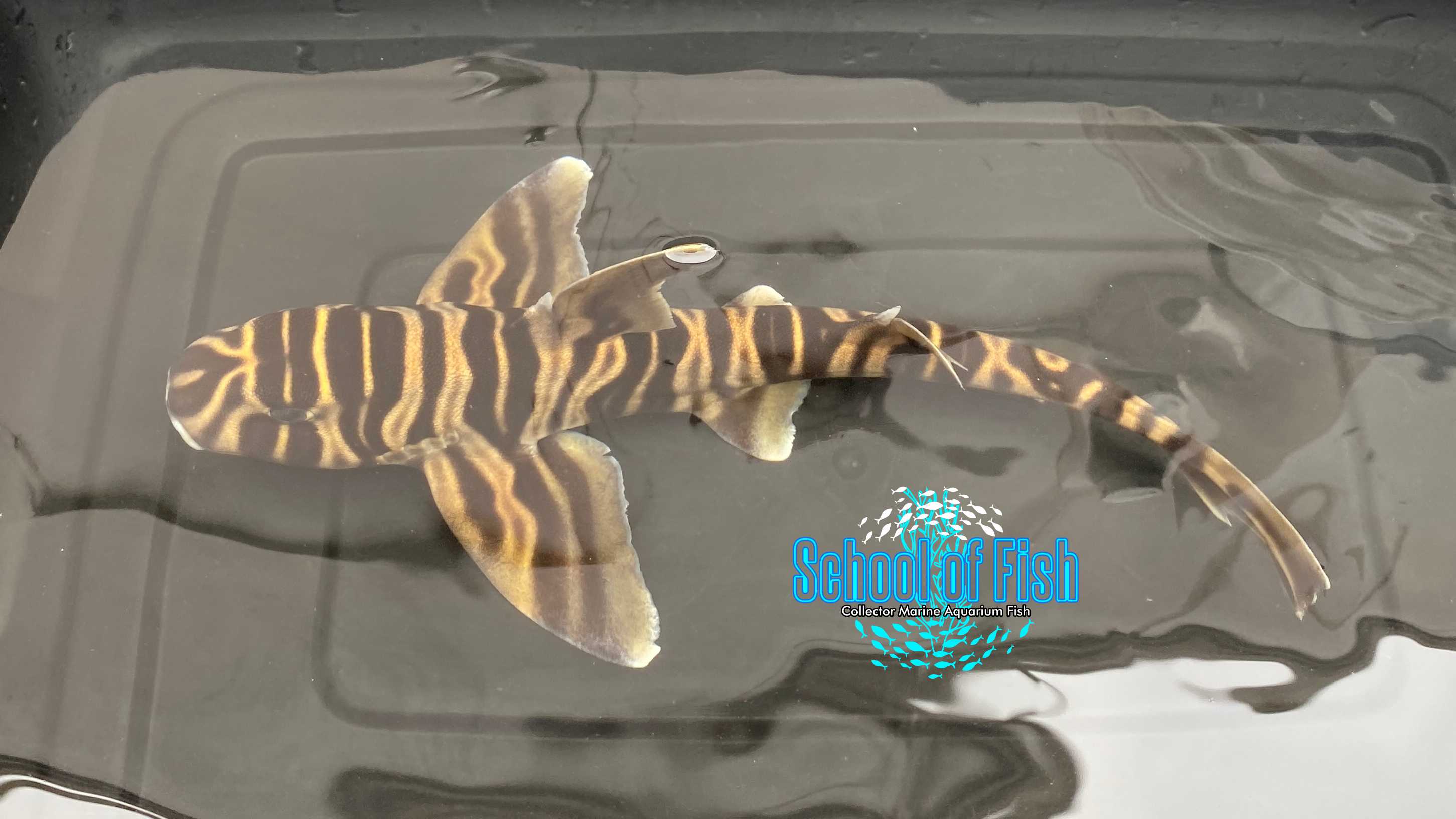 Japanese Zebra Horn Shark 12" Female | School of Fish Online Store