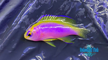 Japanese Ventralis Anthias Female 1."