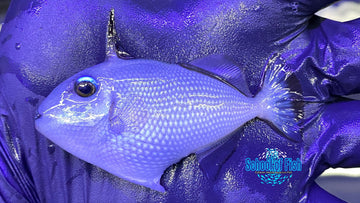 Goldenback Triggerfish Juv. 2.5" #1