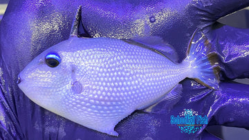 Goldenback Triggerfish Juv. 2.5" #2