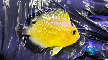 Goldflake Angelfish Captive Bred 2''