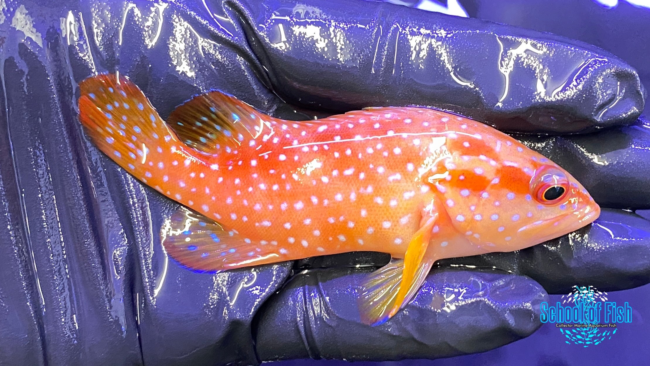 Miniatus Grouper 3.5