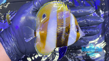 Orange Banded Coradion