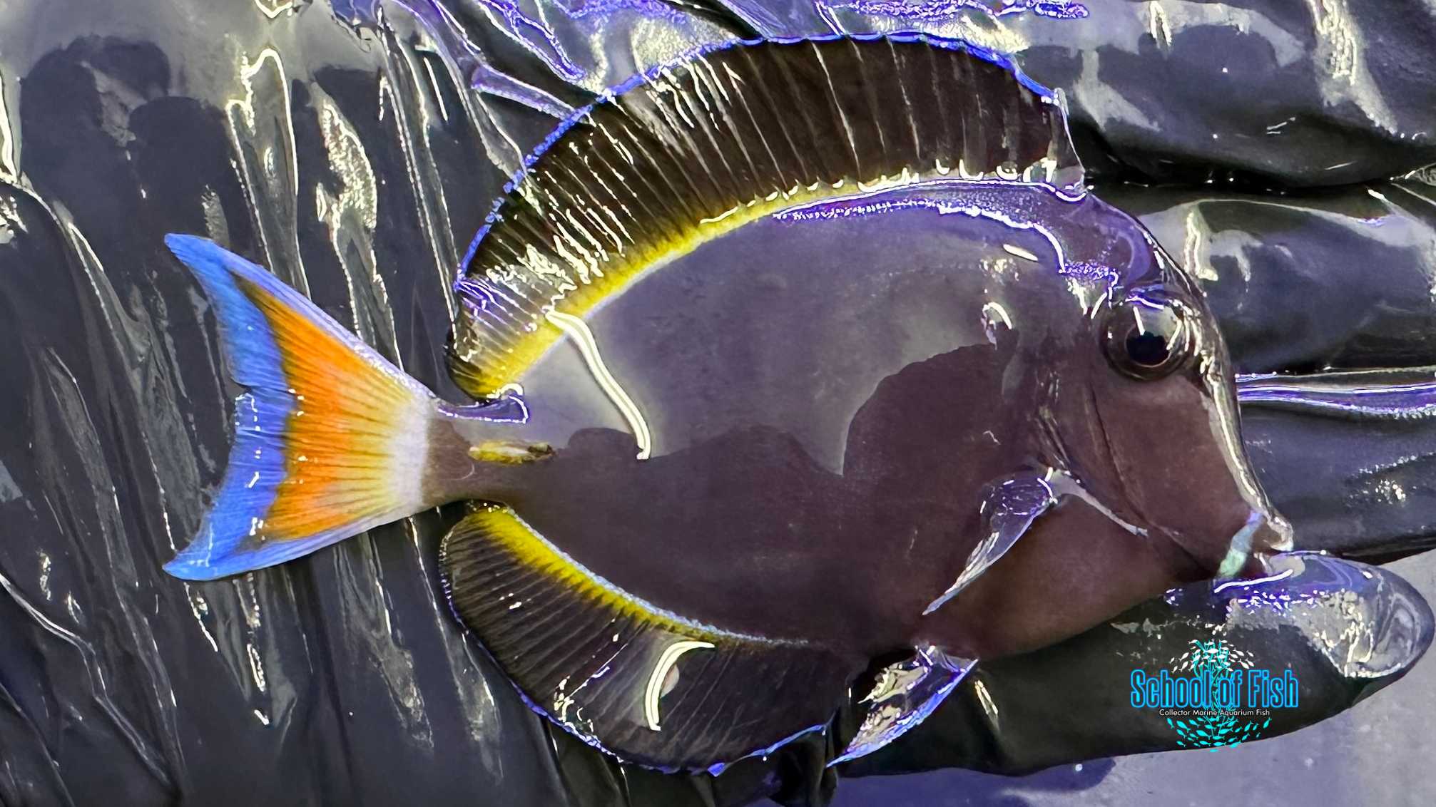 Achilles Hybrid Tang Small H1