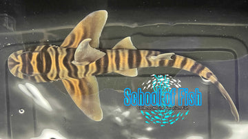 Zebra Horn Shark Female - 0