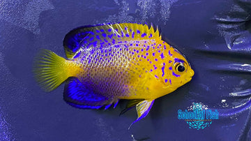 Interuptus Angel Captive Bred #2 small