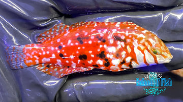 Jeweled Leopard Wrasse Female #1